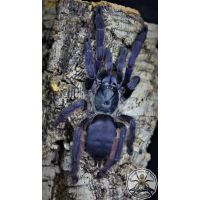 Tapinauchenius violaceus / Purple tree spider 4fh (1-2cm )